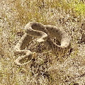 2024-08-09 Rattlesnake in my back yard - 3.04 pm (cropped) - Prairie Rattlesnake (Crotalus viridis)
